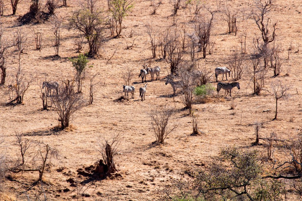 Zebras on the plain below