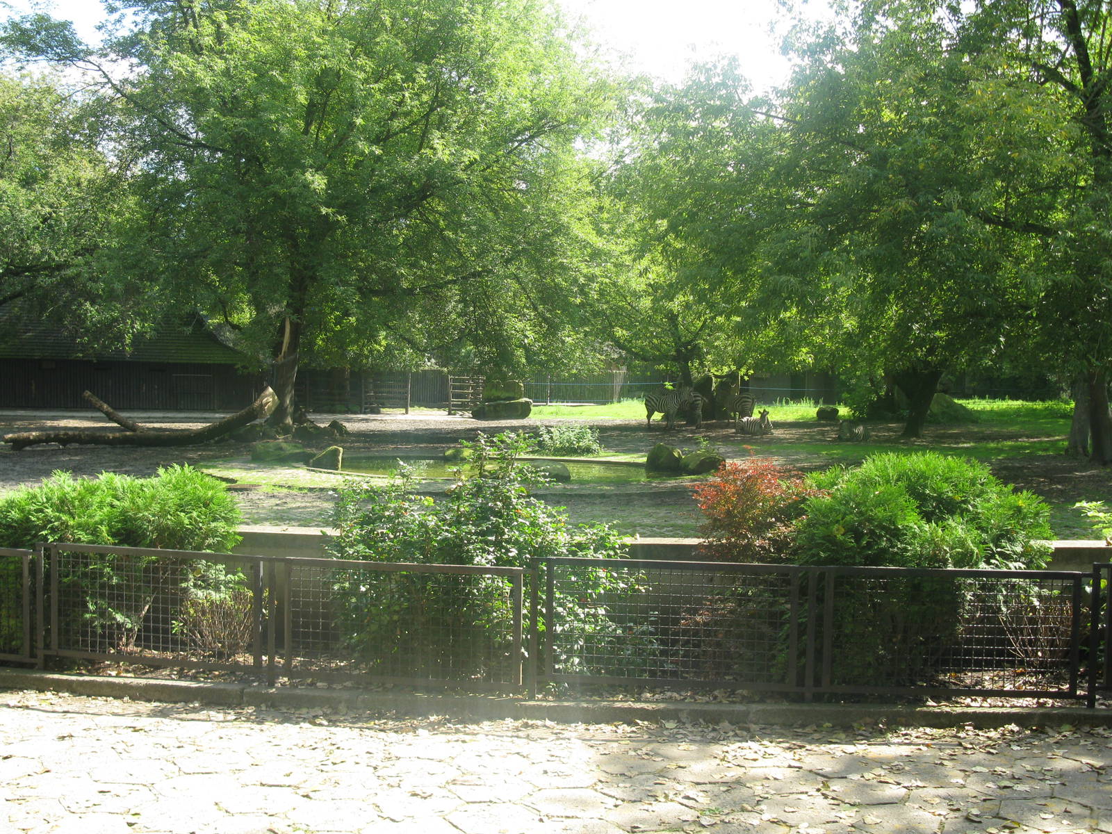 Zebra's outdoor exhibit