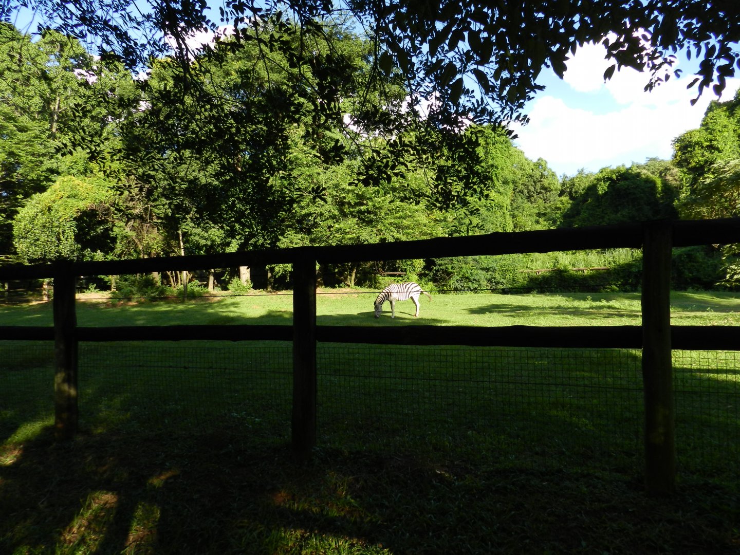 Zebra's paddock at sunset - Belo Horizonte zoo
