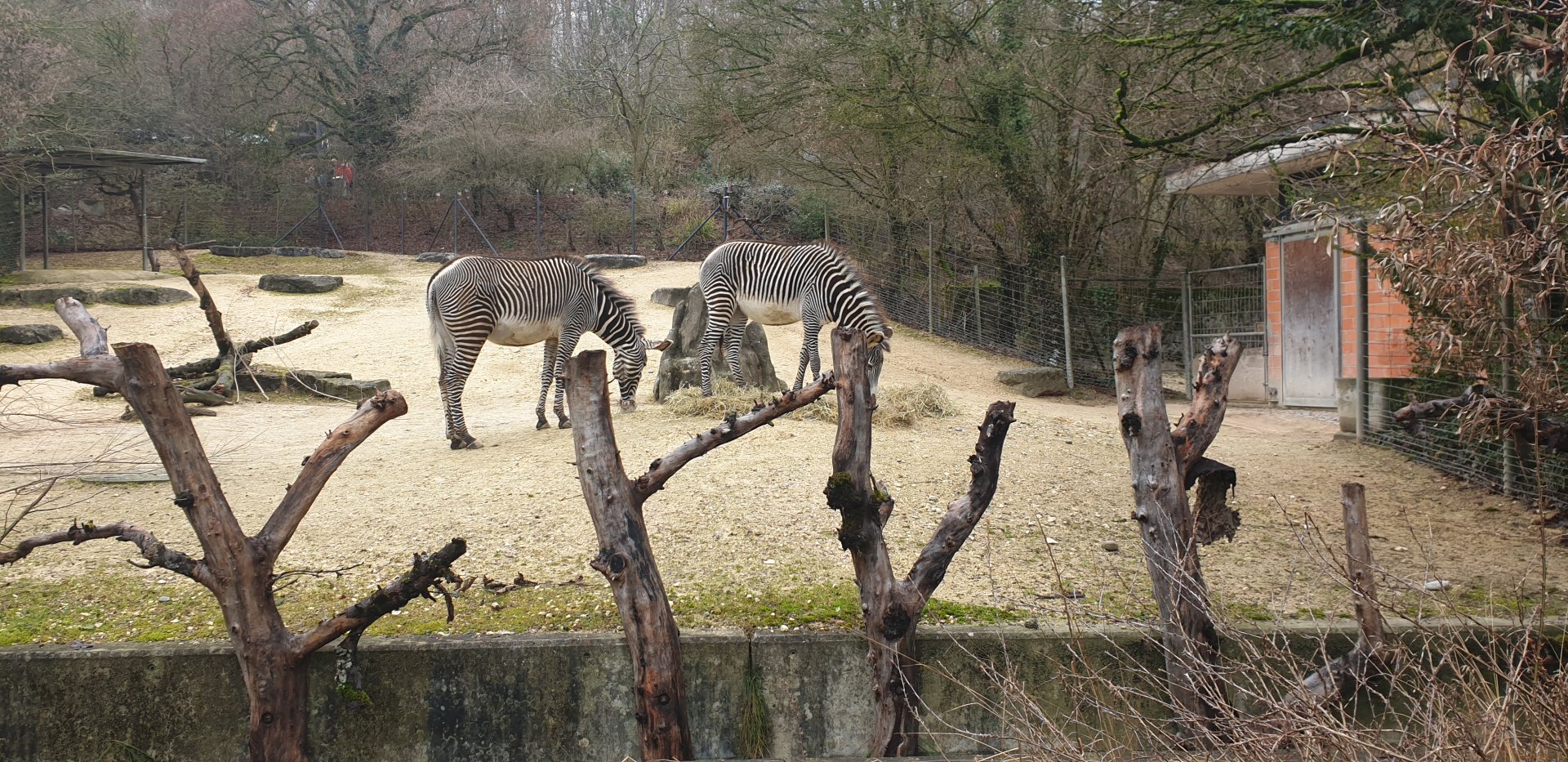 Zebras' paddock