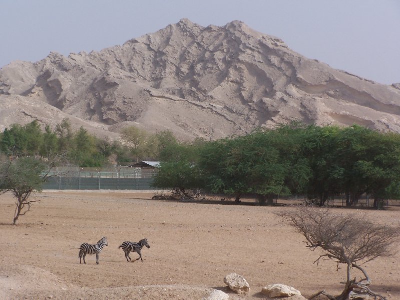 Zebras Running Around Paddock