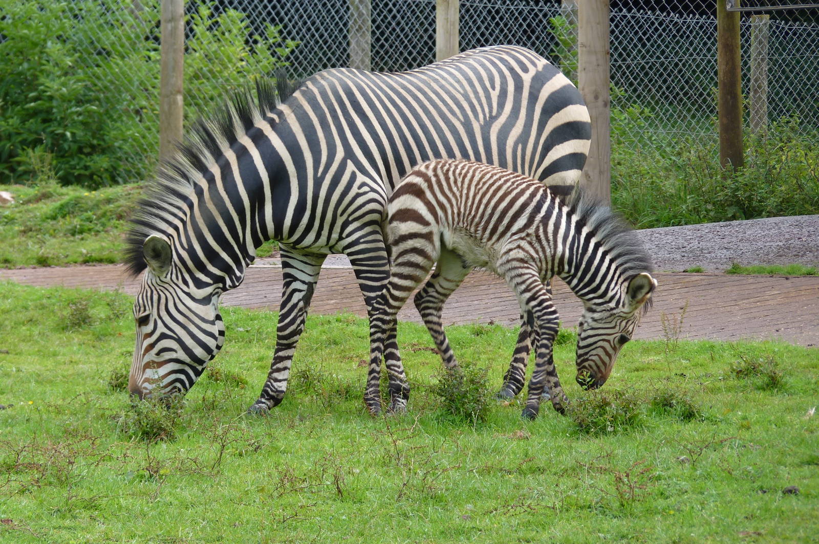 Zebras Taru and male foal, 8 August 2012