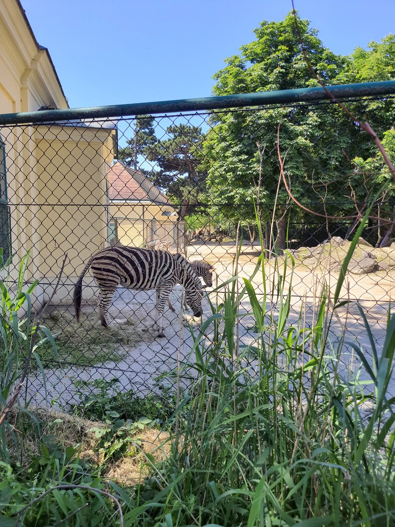 Zebras- Tiergarten Schönbrunn