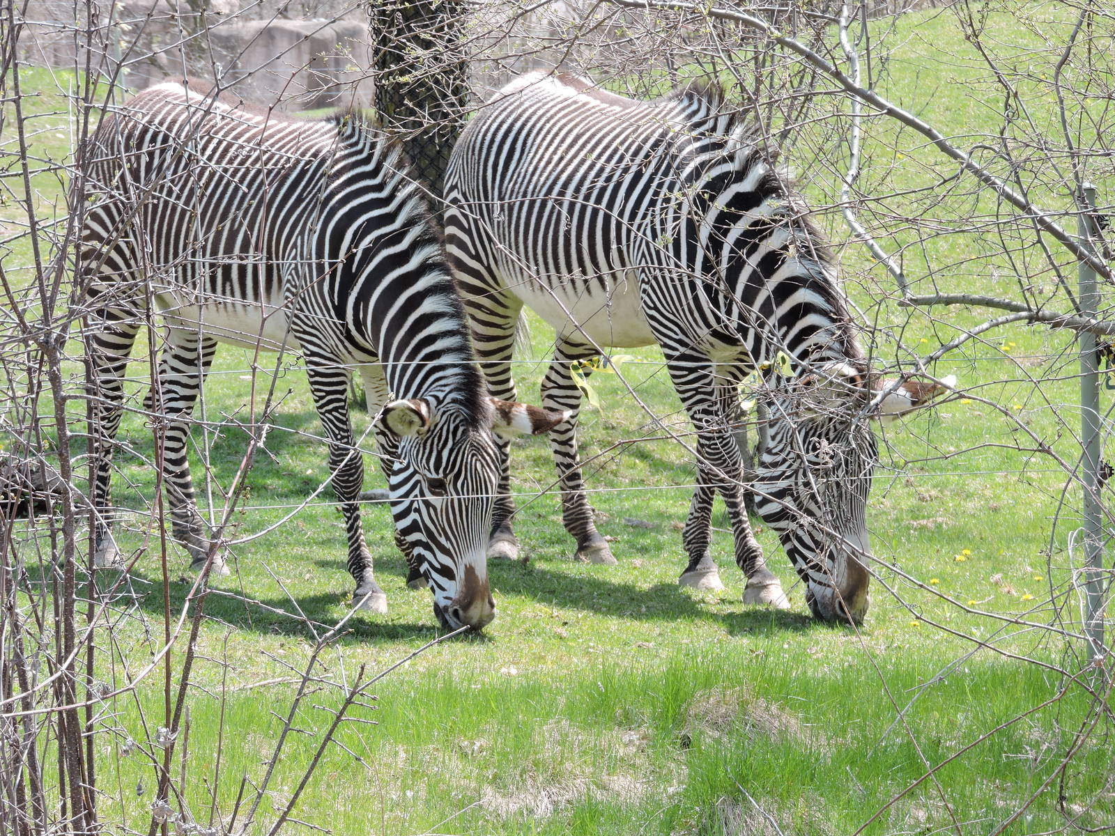 Zebras - Tori and Leia
