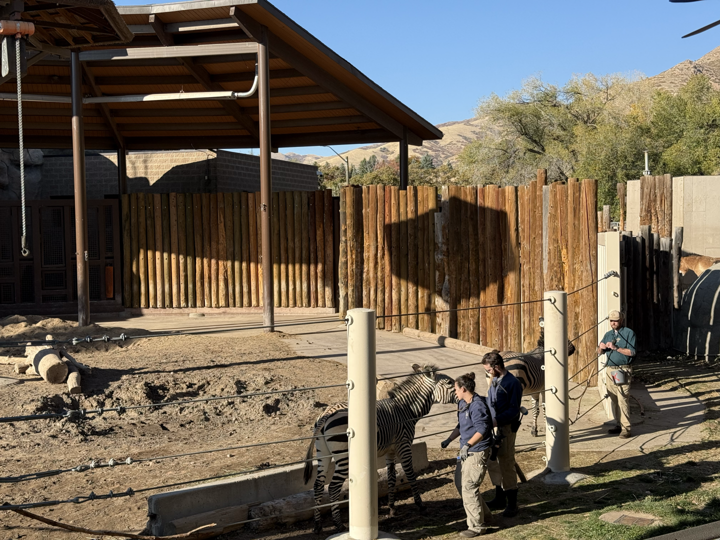 Zebras Training - Lodge Yard - High Desert Oasis