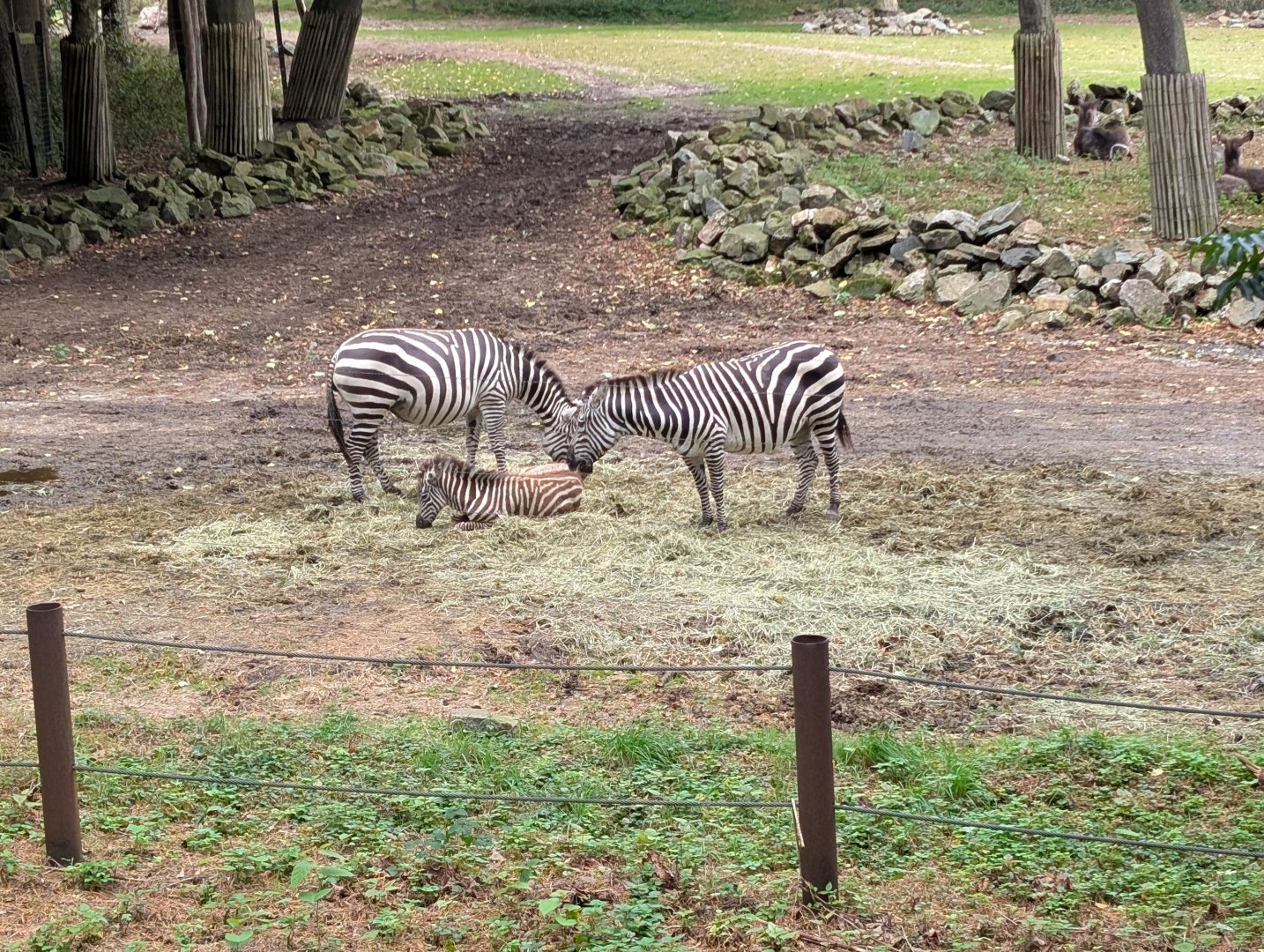 Zebras with calf