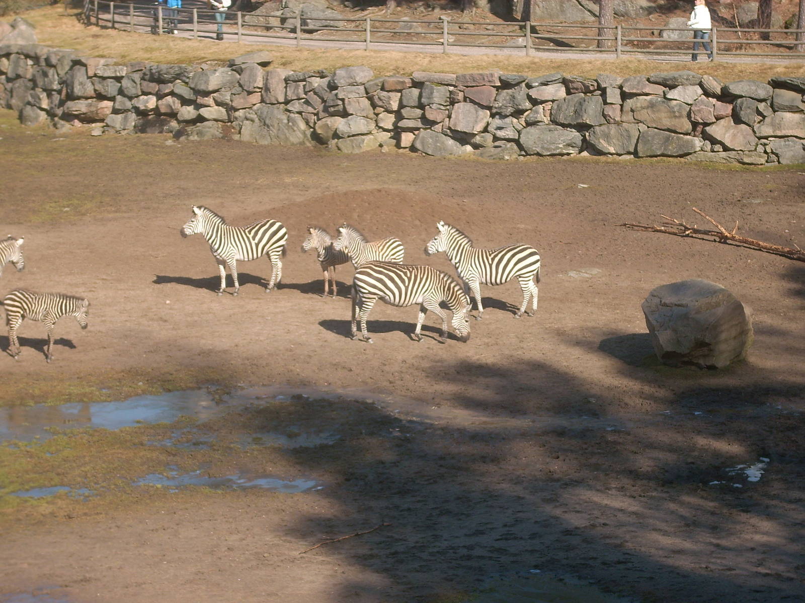 Zebras