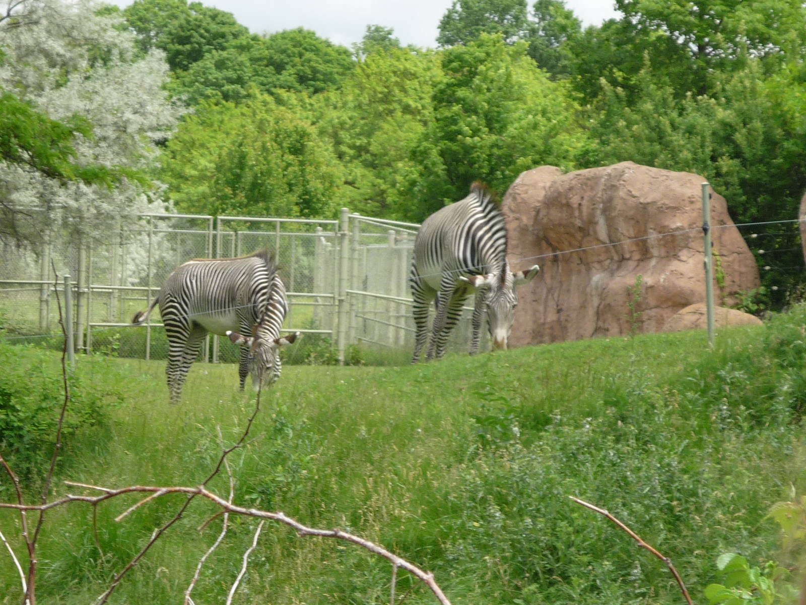 Zebras