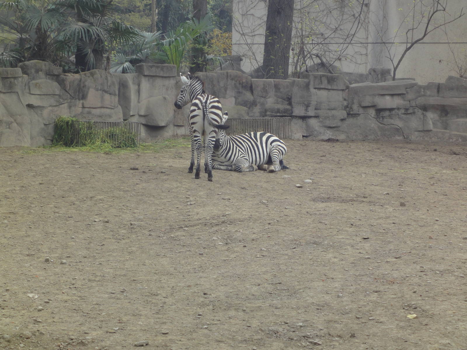 Zebras