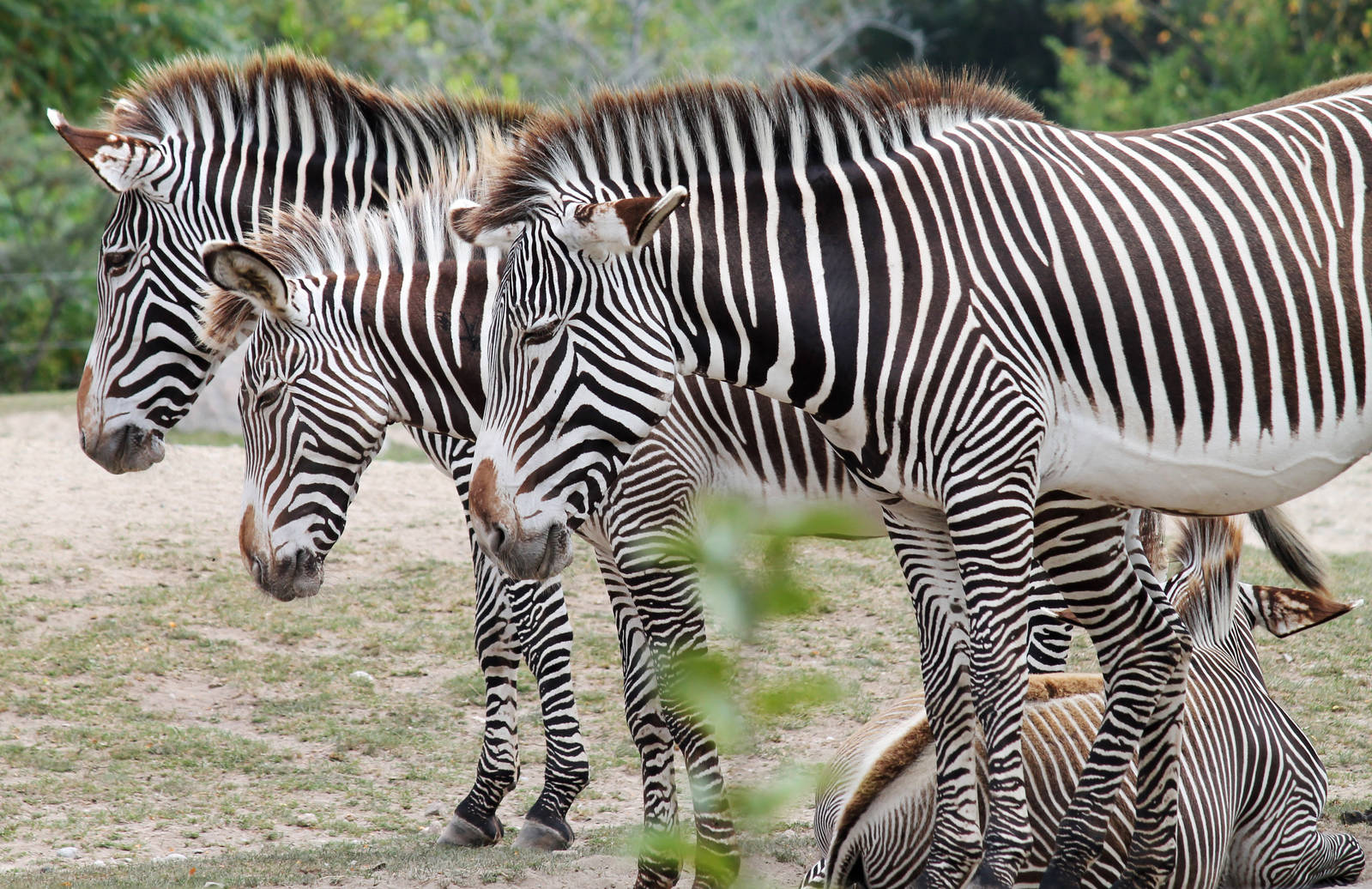 Zebras