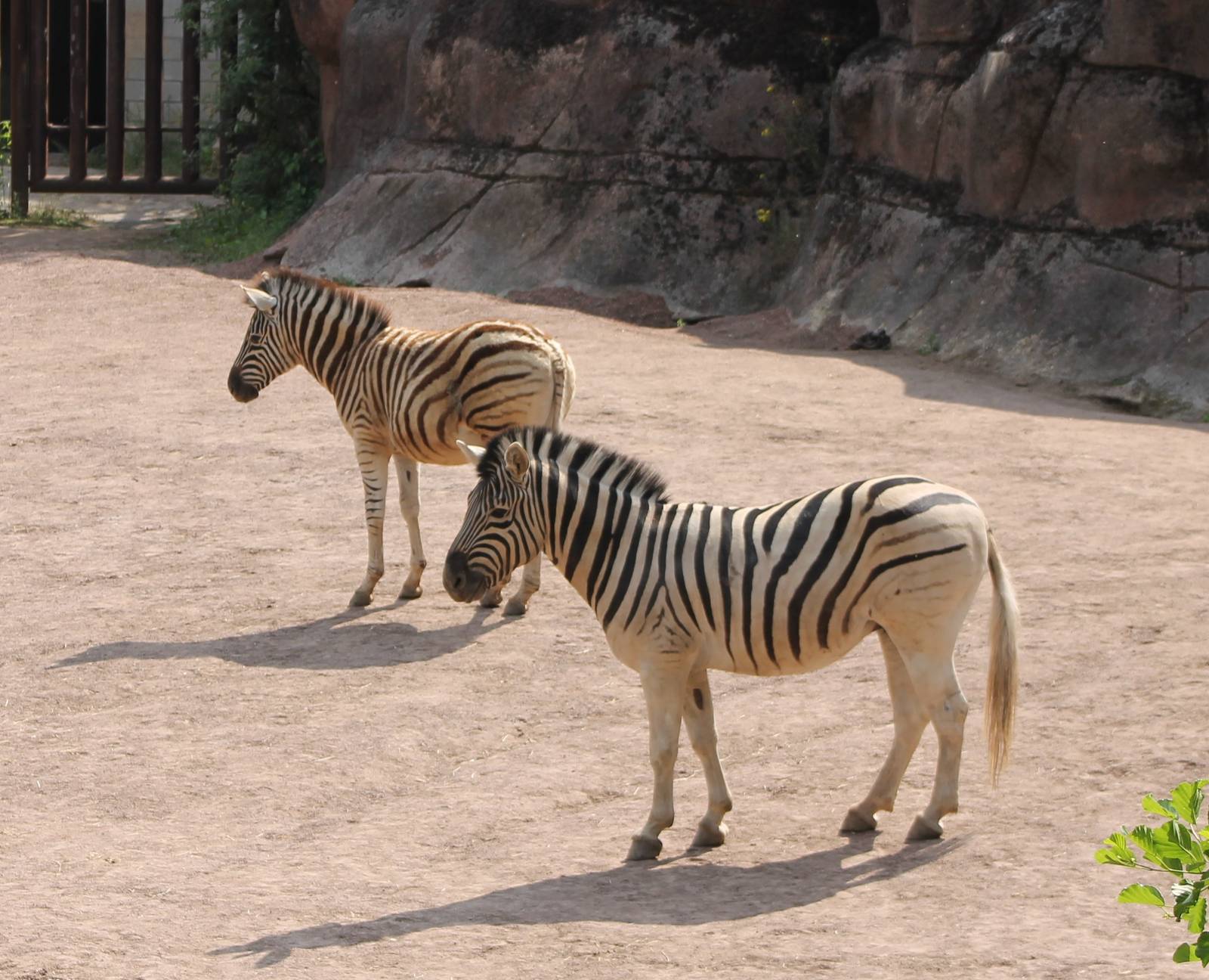 Zebras