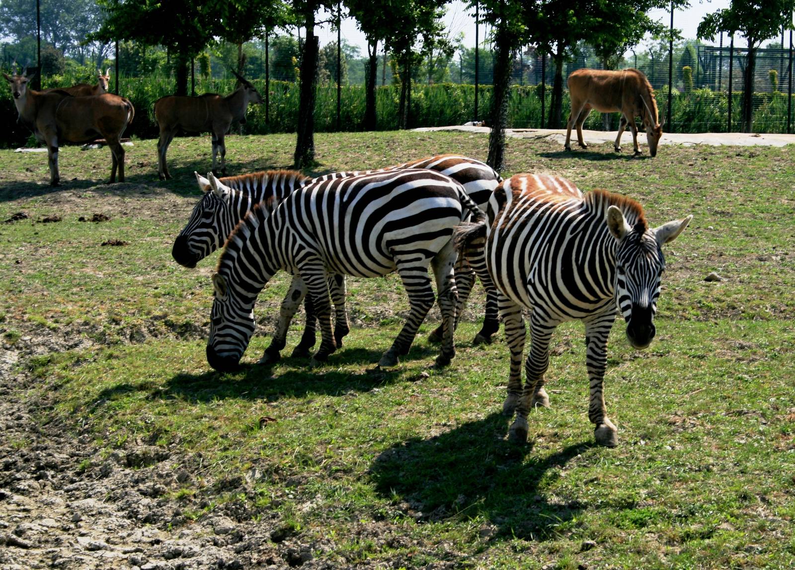 zebras