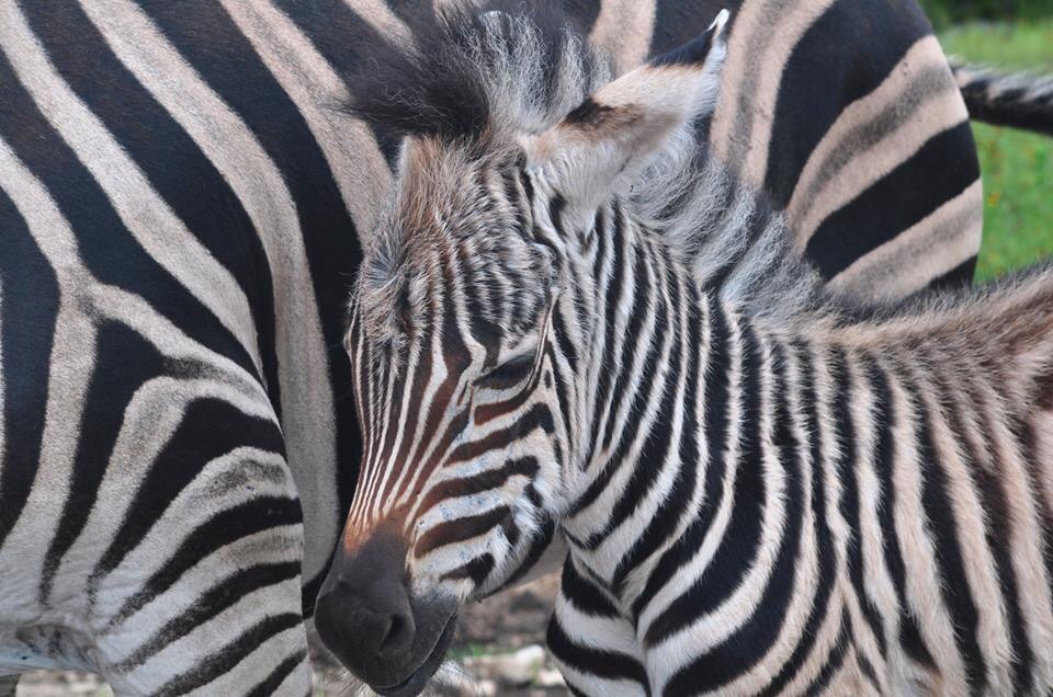 Zebras