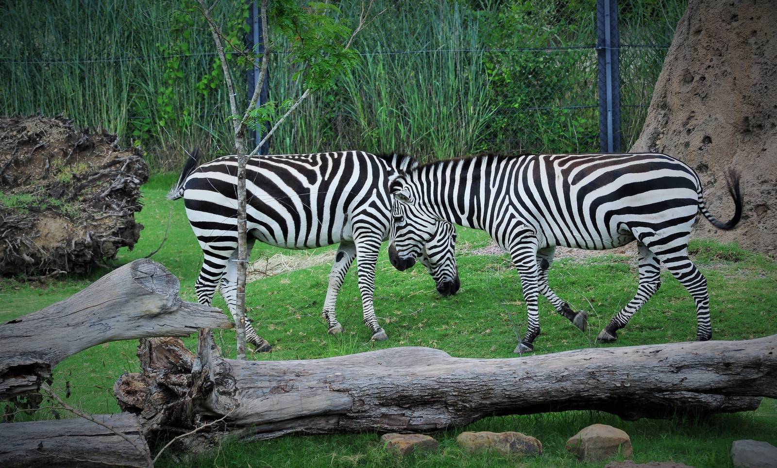 Zebras