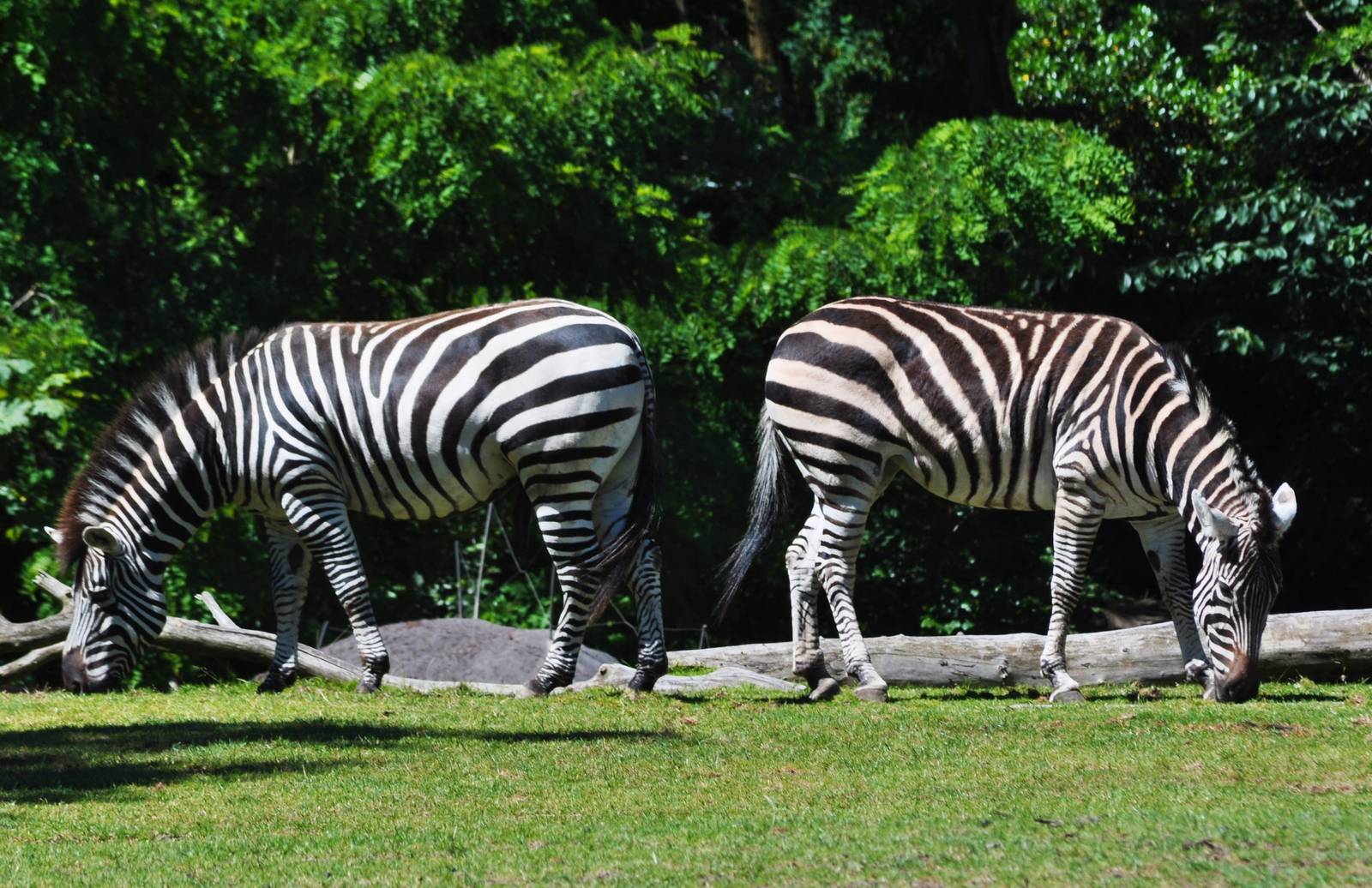 Zebras