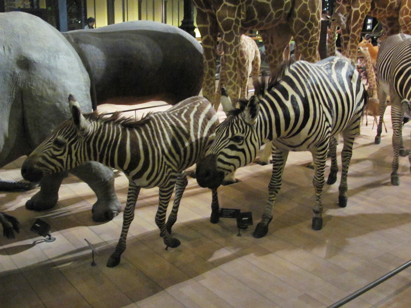 Zebras