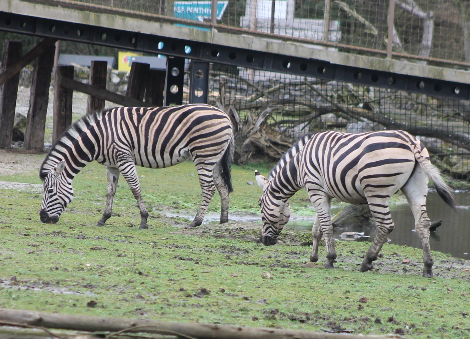 Zebras