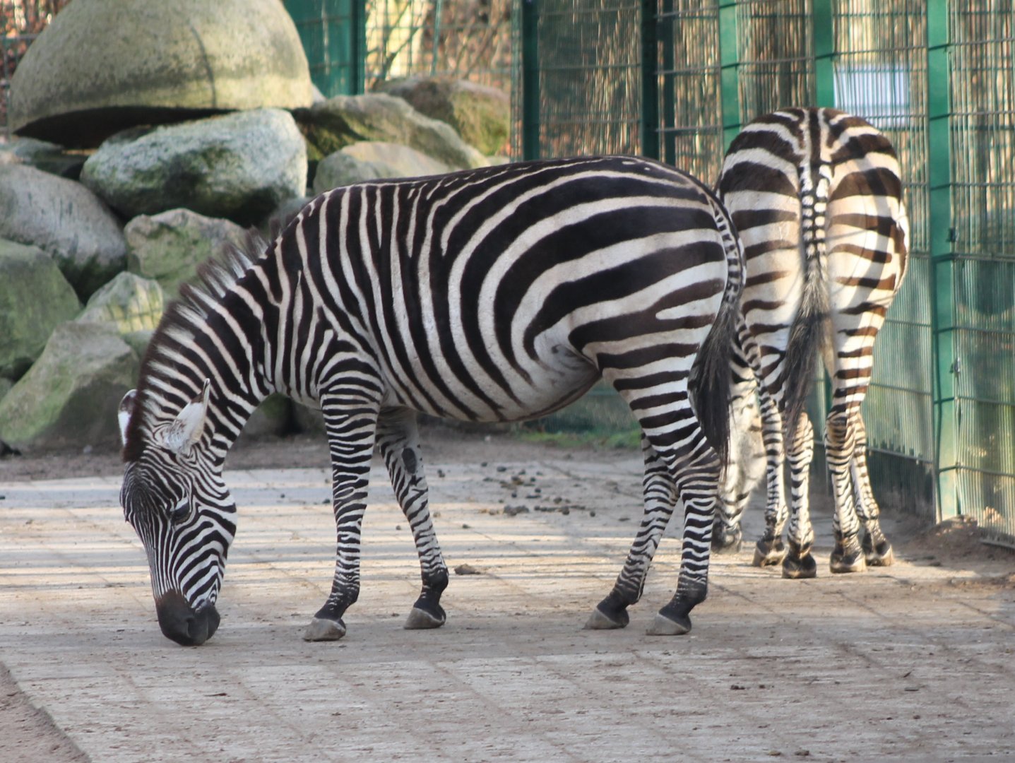 Zebras