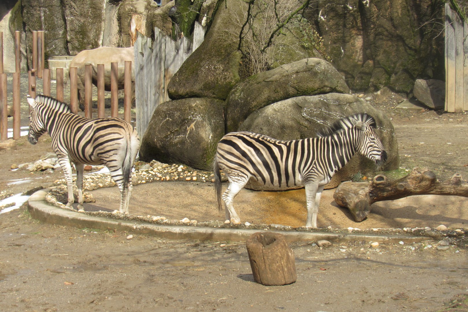 Zebras