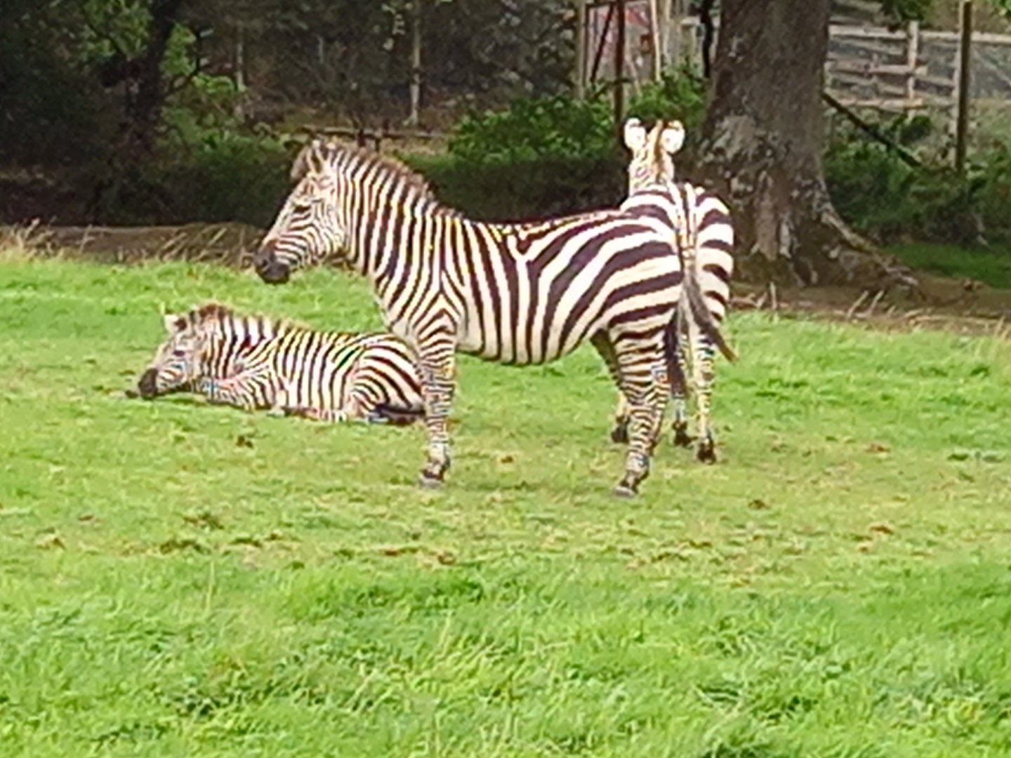 Zebras