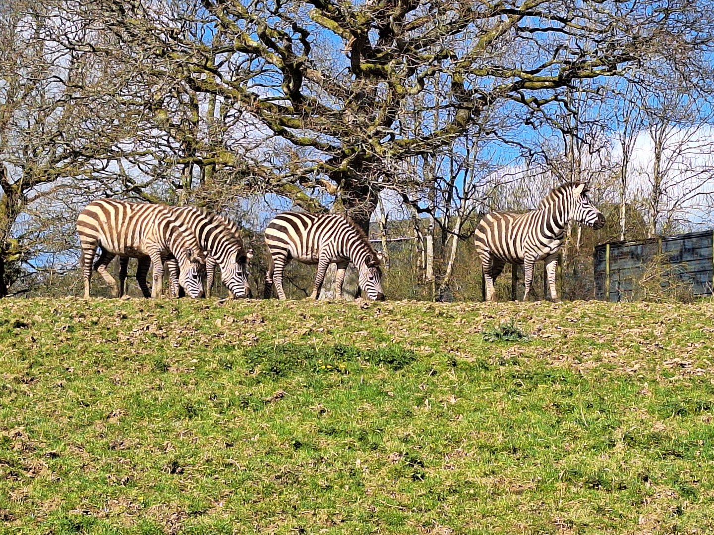 Zebras