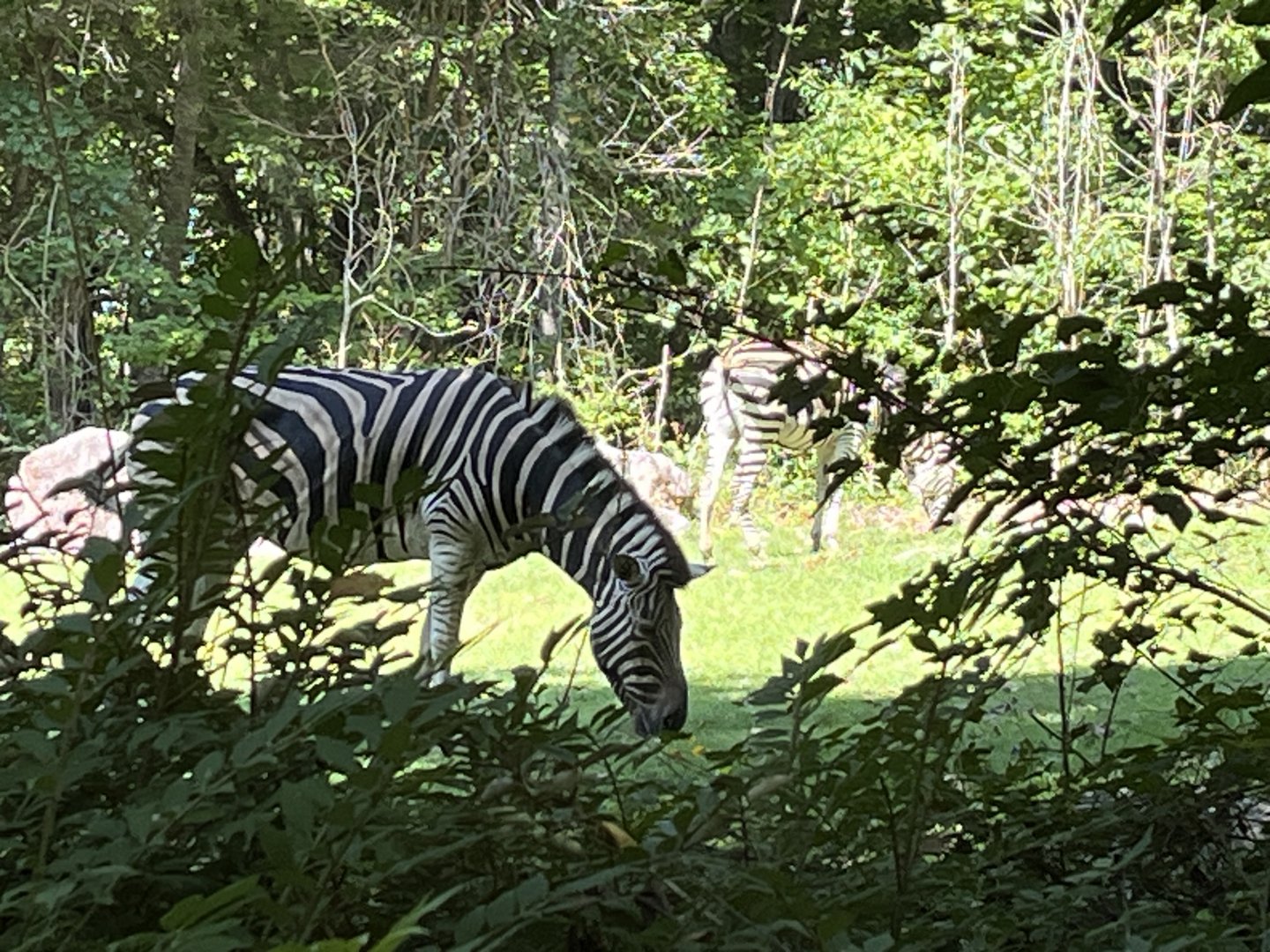 Zebras