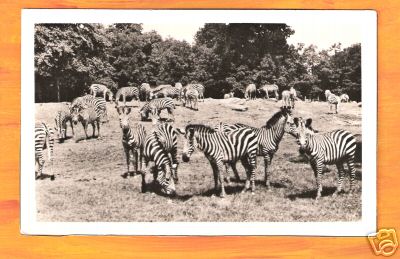 Zebras