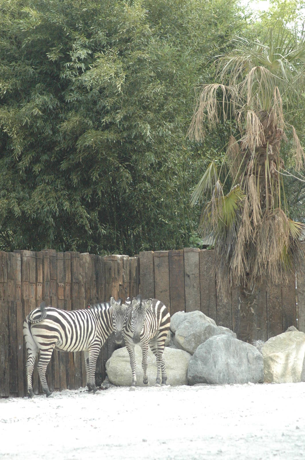 zebras