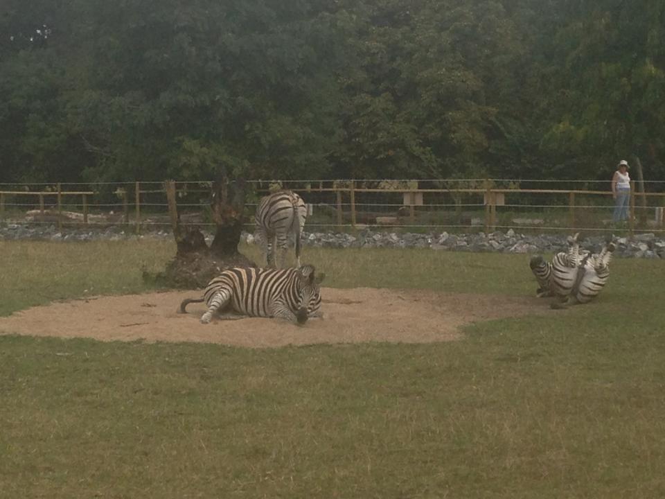 zebras_in_sandpit