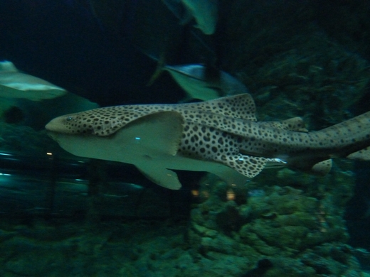 Zebrashark