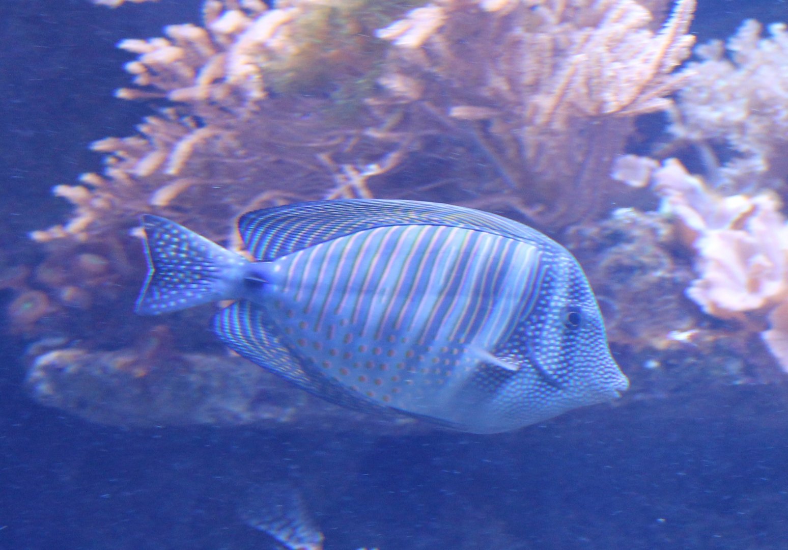 Zebrasoma desjardinii