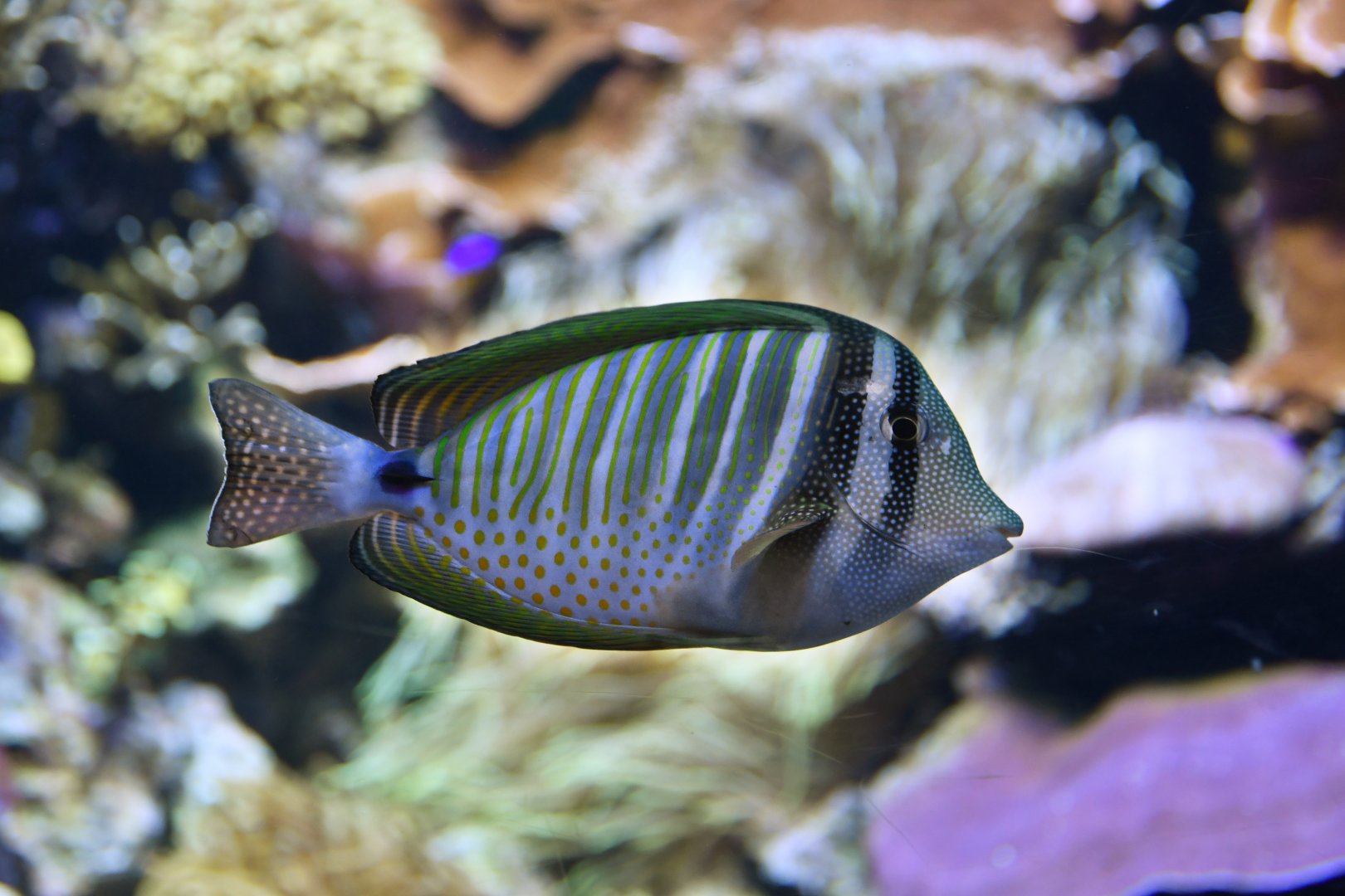 Zebrasoma desjardinii