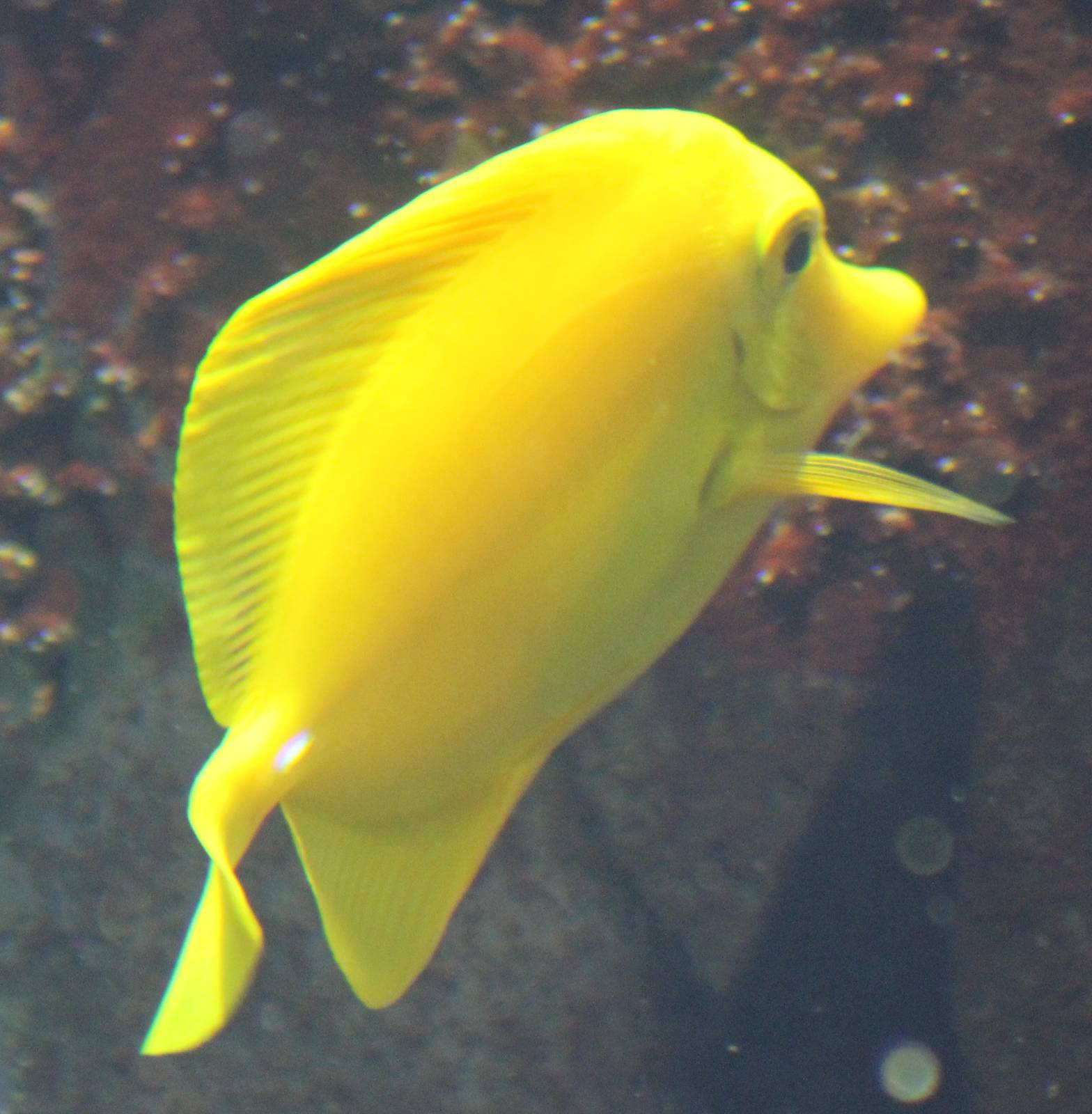 Zebrasoma flavescens