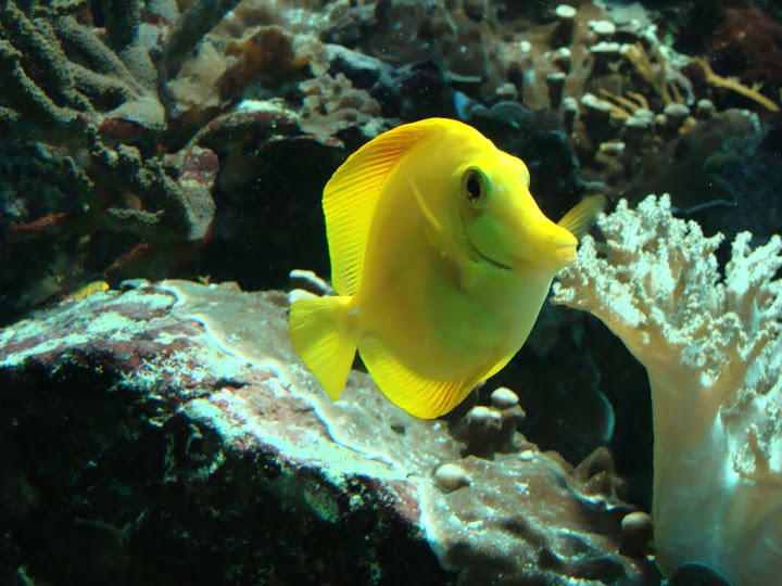 Zebrasoma flavescens