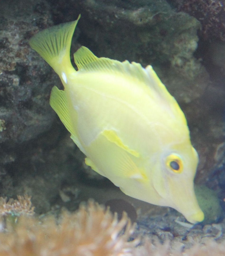 Zebrasoma flavescens
