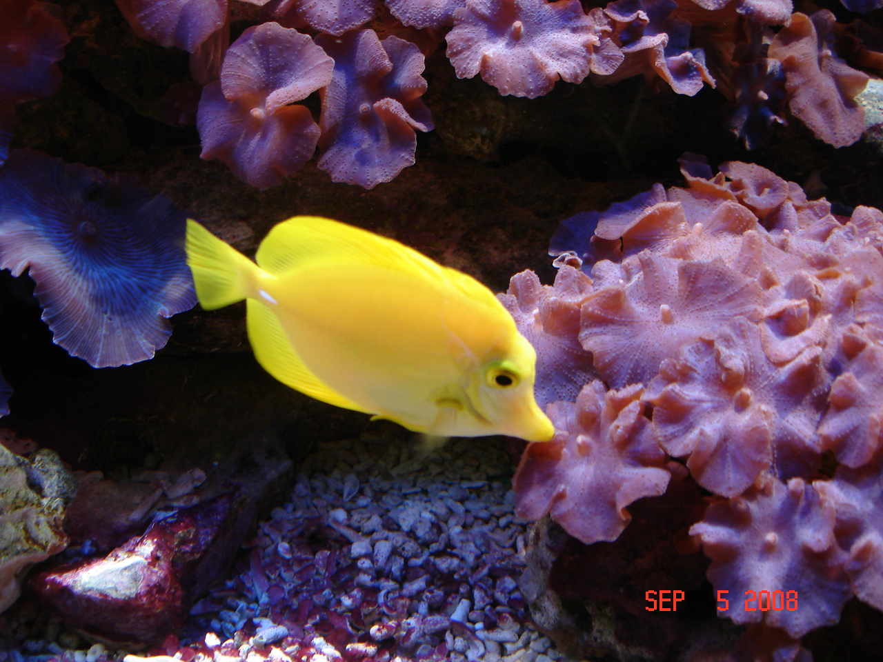 Zebrasoma flavescens