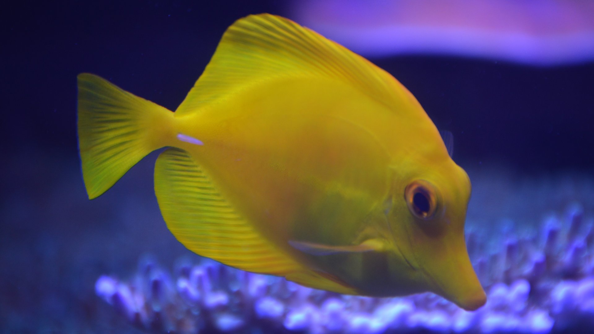 Zebrasoma flavescens