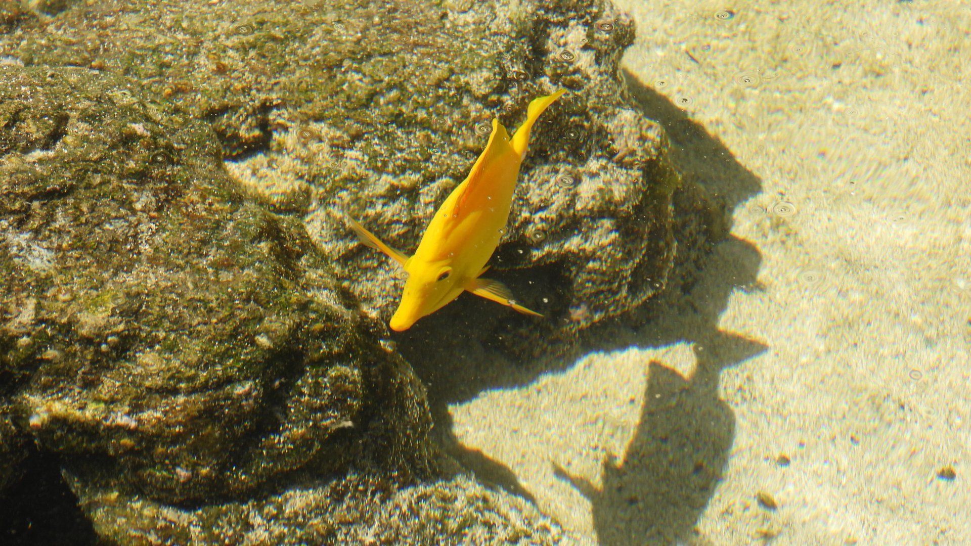 Zebrasoma flavescens