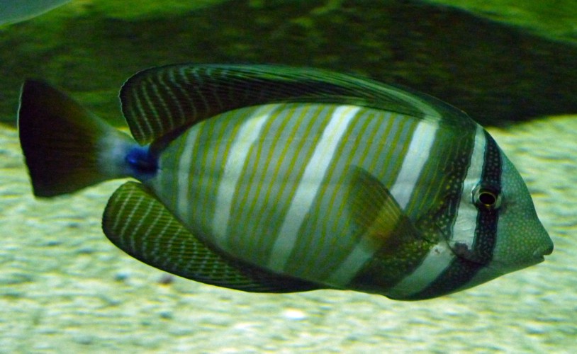 Zebrasoma Veliferum 2 (22-7-17 Faunia)