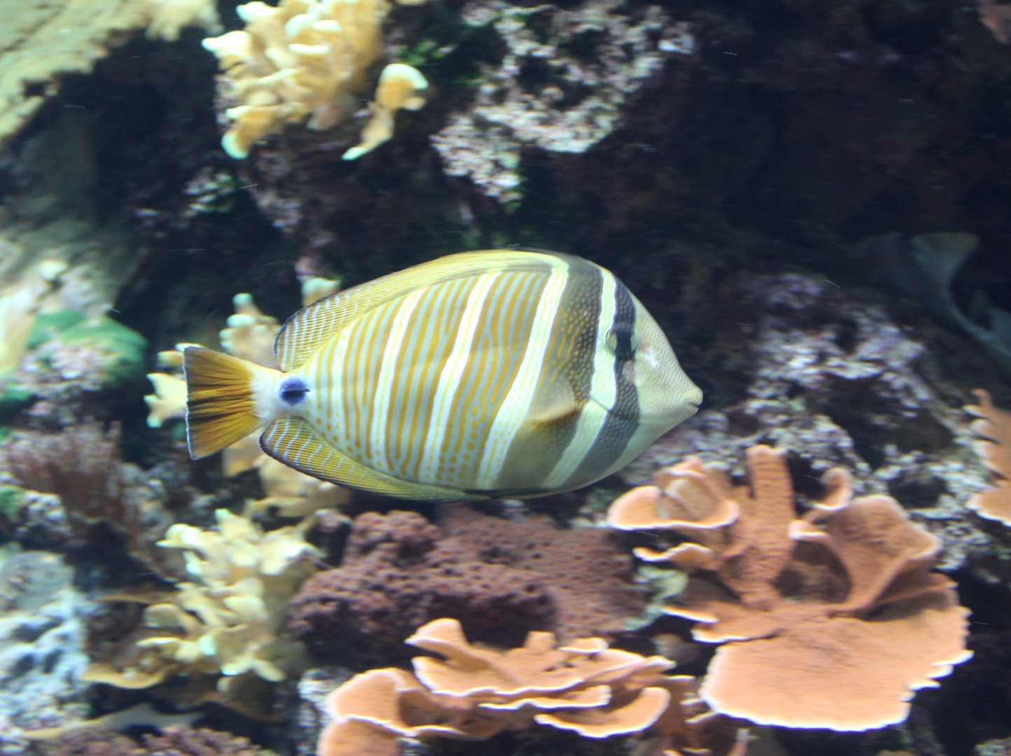 Zebrasoma veliferum