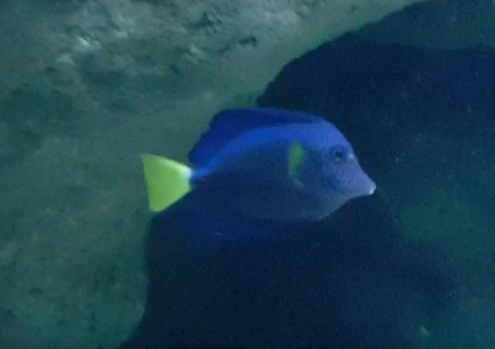 Zebrasoma xanthurum - Yellow-tailed tang