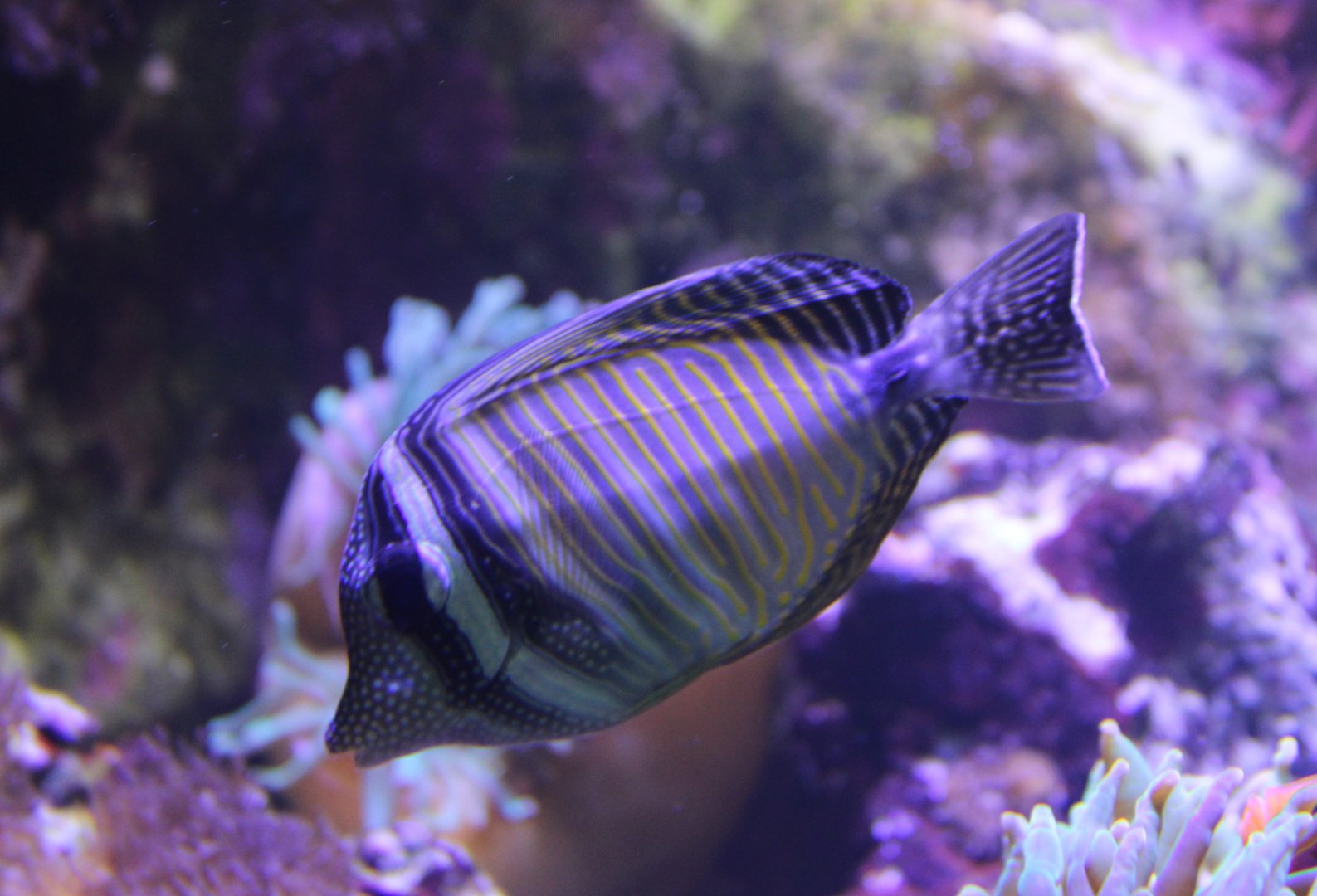 Zebrastoma desjardini