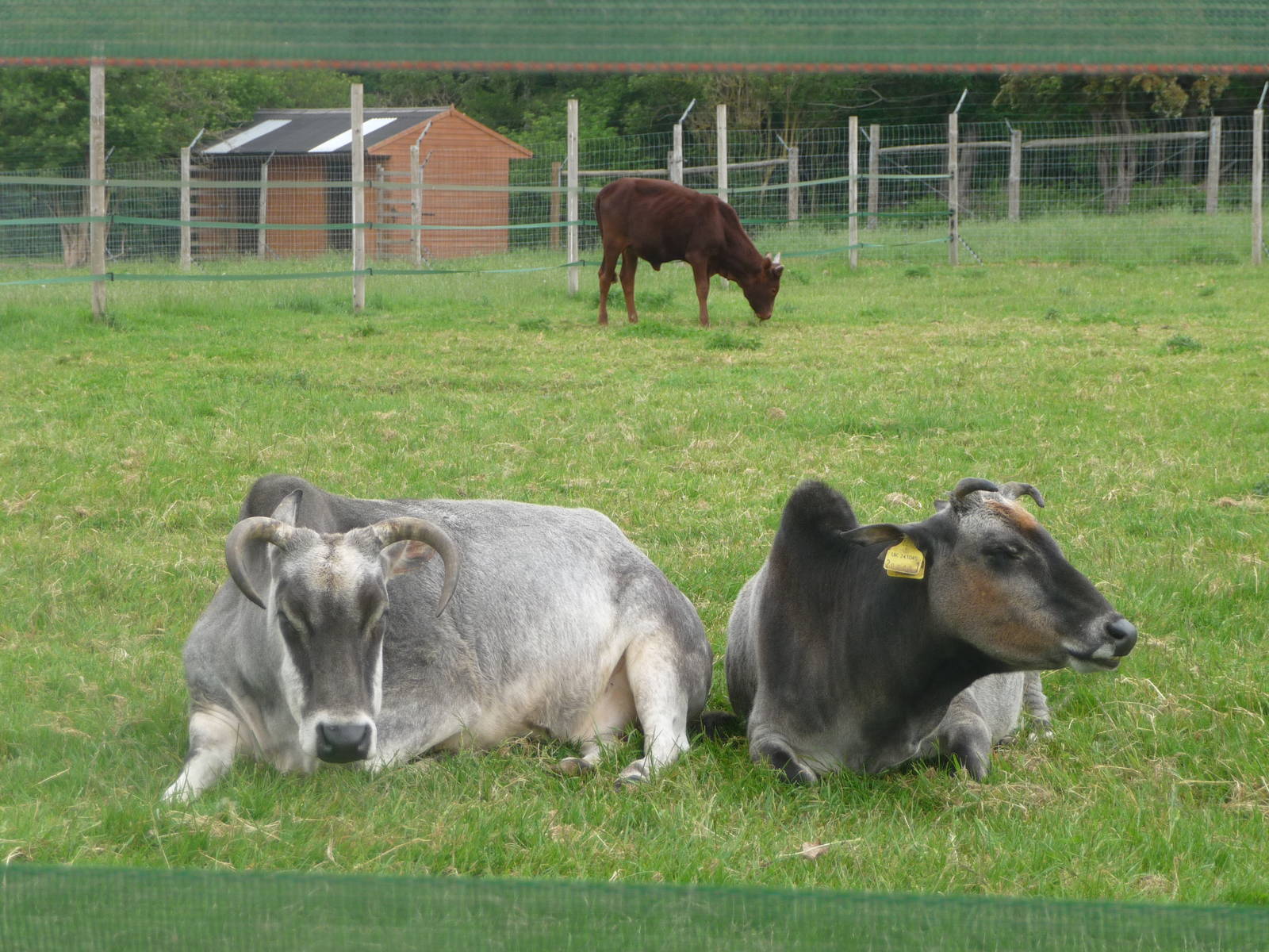 Zebu and Ankole calf
