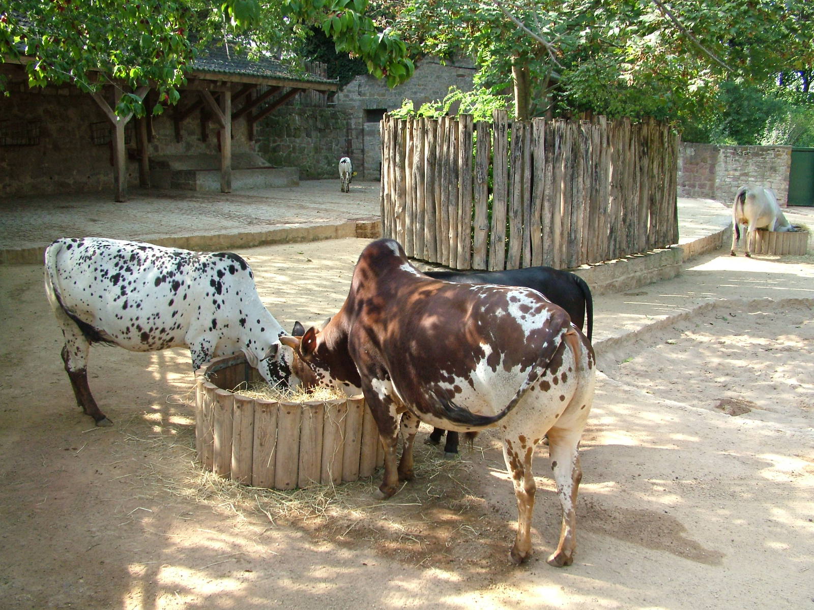 Zebu and Pig Exhibit at Halle, 04/09/11
