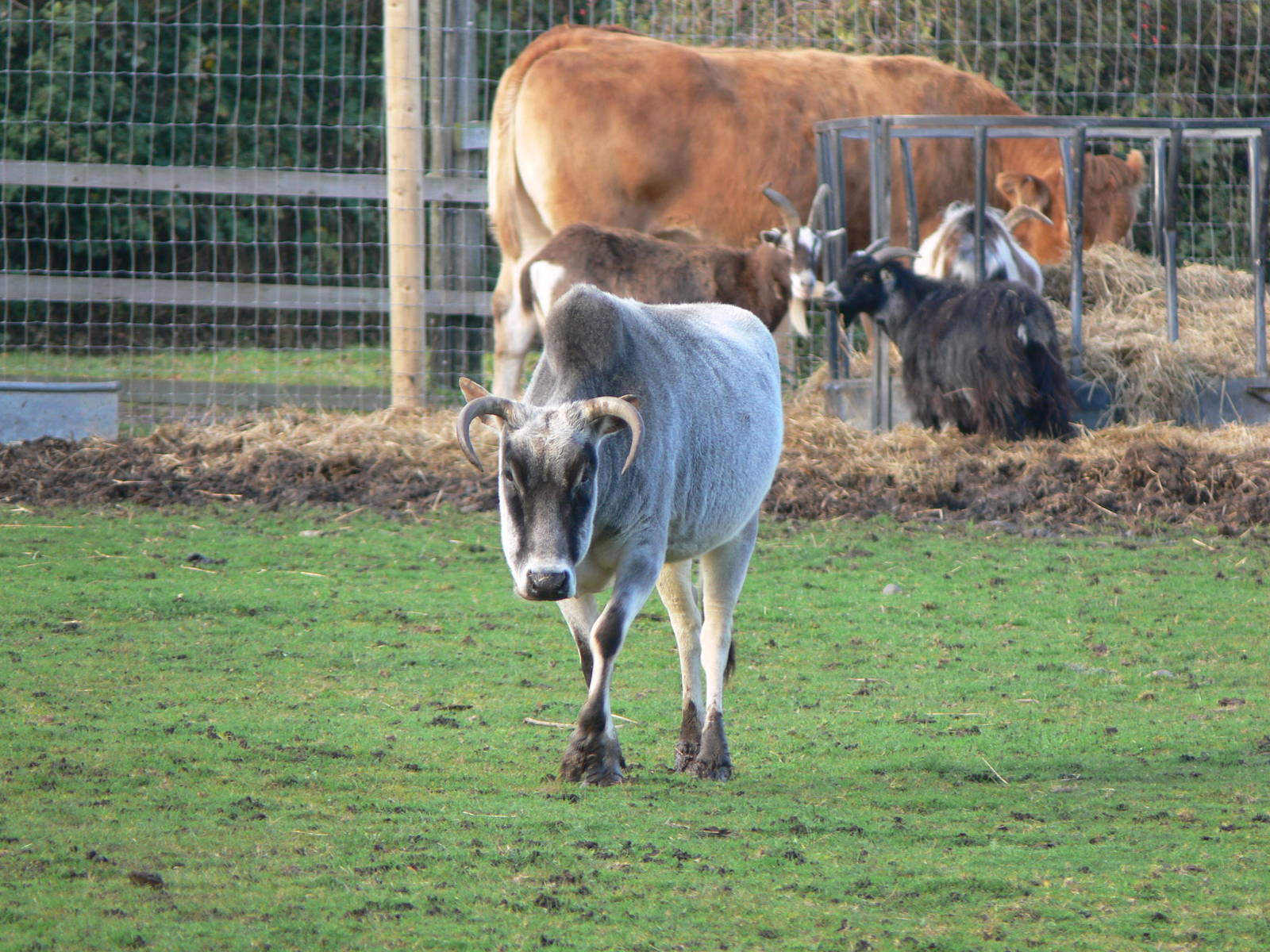 Zebu at Yorkshire WP 01/11/12