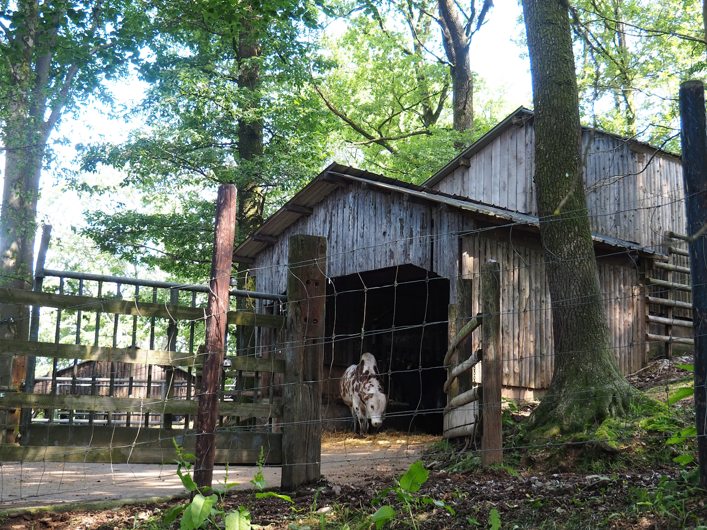 Zebu barn, 2023-06-24