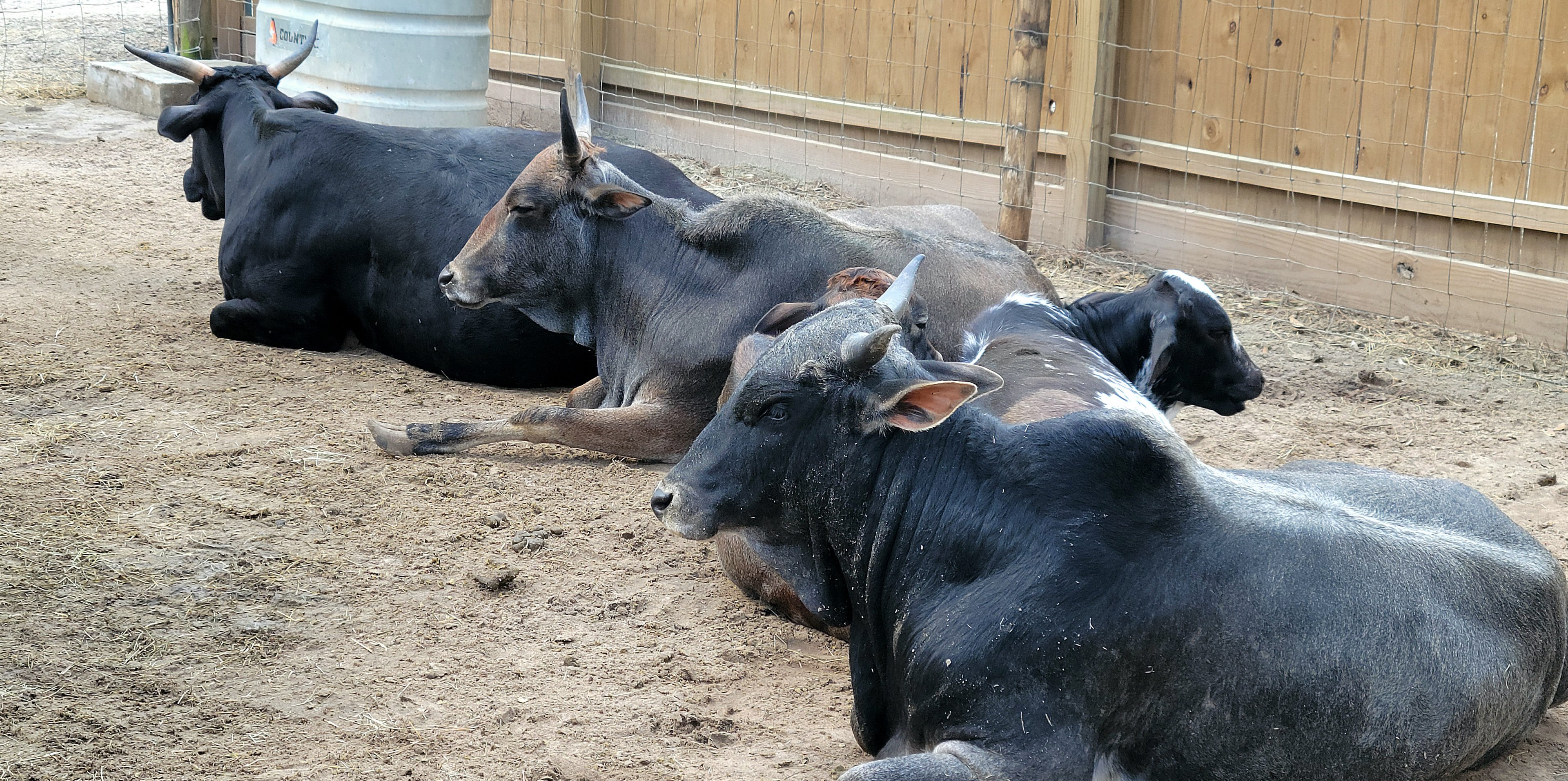 Zebu - Bee City Zoo - March 2025