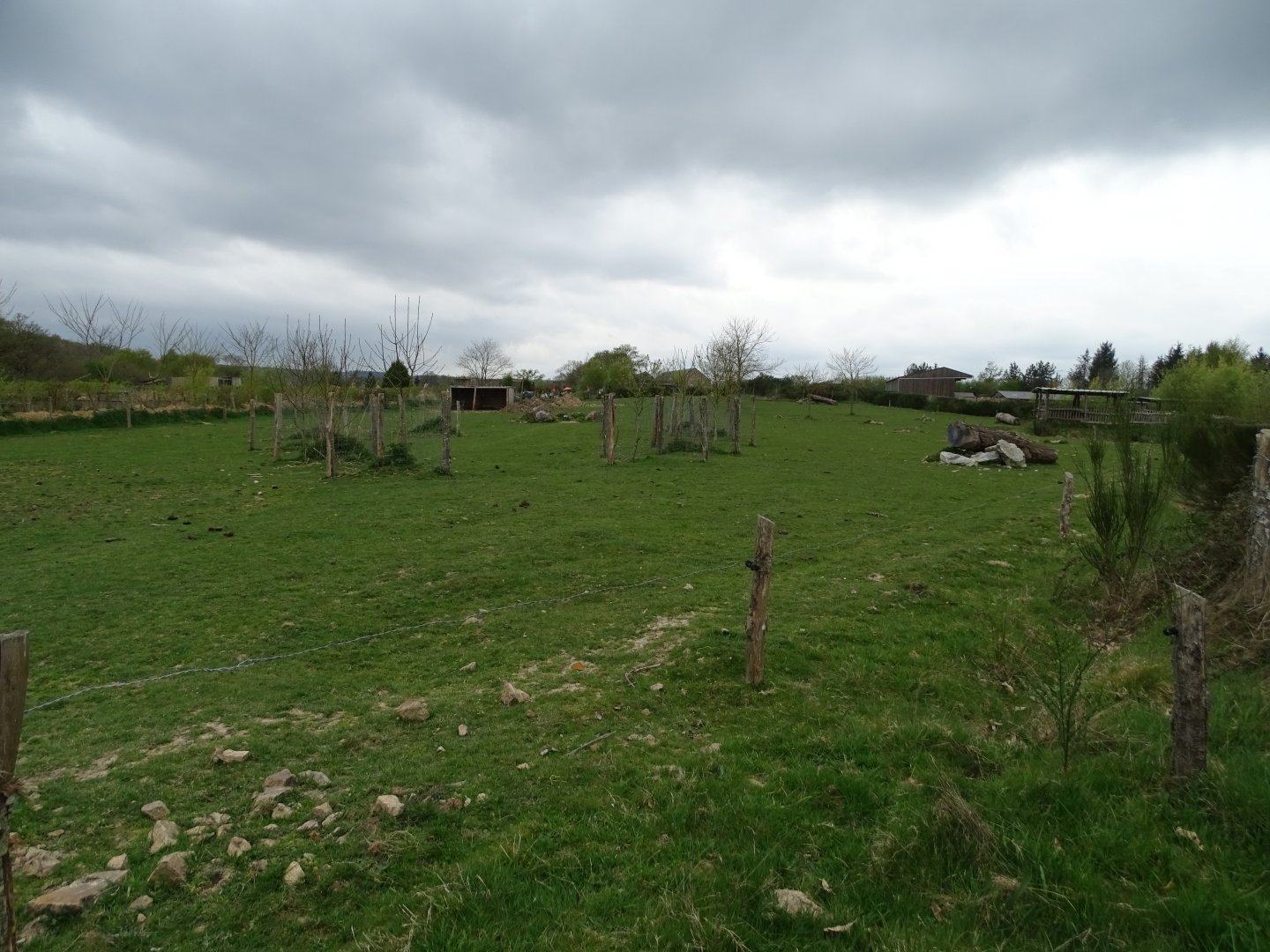 Zebu (Bos indicus) and Somali sheep exhibit - Parc animalier d'Ecouves