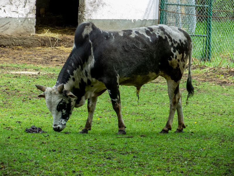 Zebu / Bos indicus