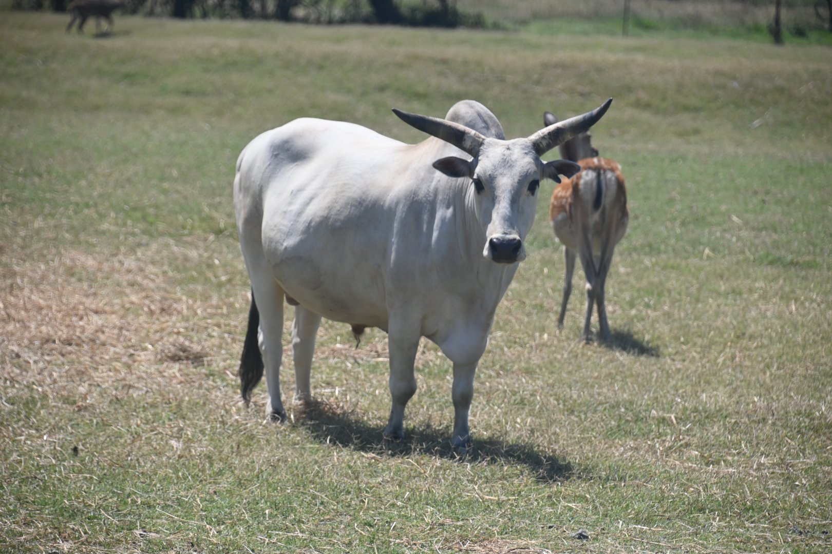 Zebu (Bos indicus)